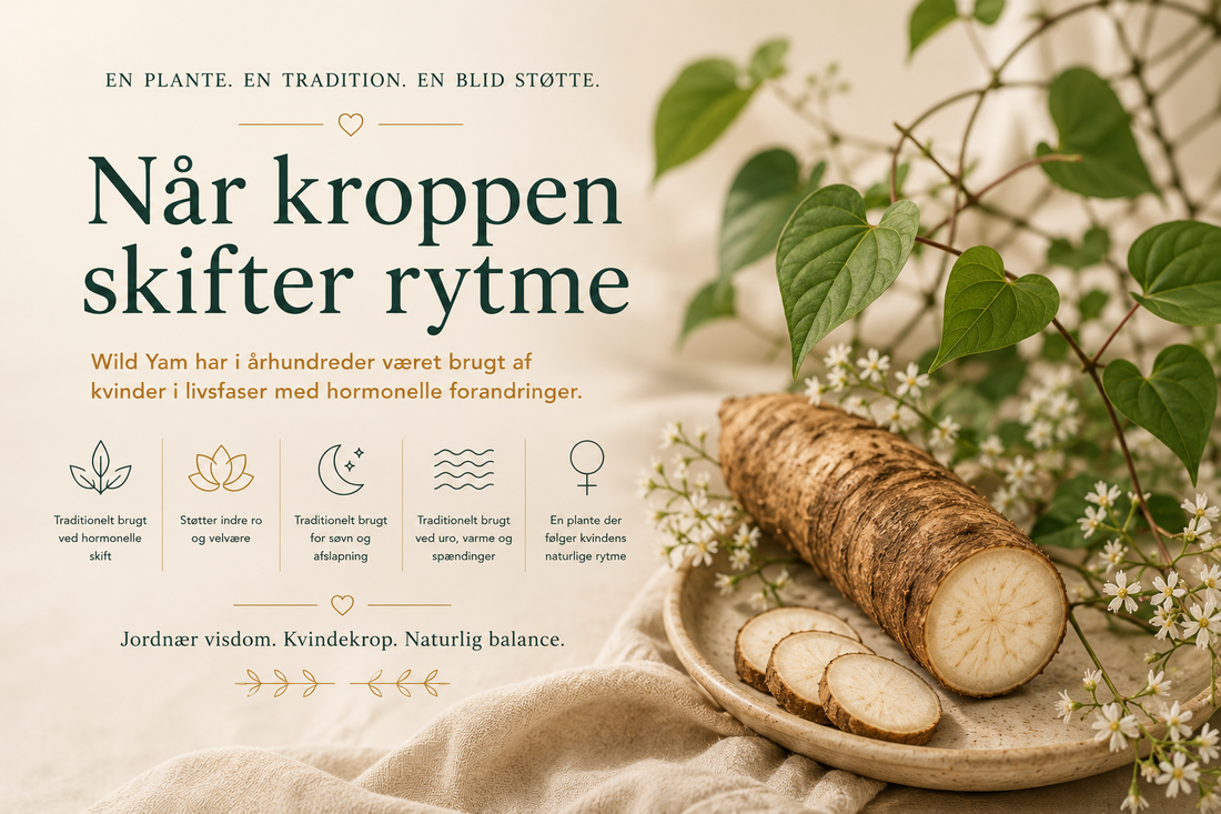 Wild Yam – en stille støtte i livets skift